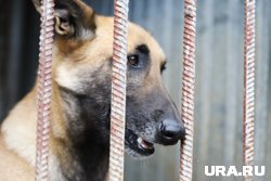  Зоозащитники обвиняли руководство приюта в жестоком обращении с животными