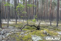 В ХМАО продают лес для заготовки уникального мха