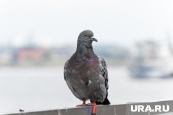 Под конец военного парада в Китае торжественно выпустили 80 тысяч голубей, символизирующих мир