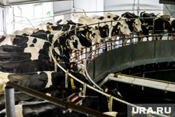 Для лечения животных в регионе стали чаще искать ветеринаров