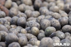 Картофель подешевел на 26,4% в Курганской области
