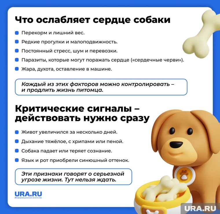 Симптоматику можно наблюдать уже до достижения животным годовалого возраста