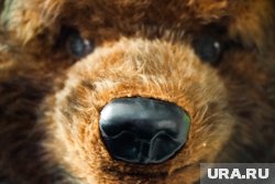 Жители заметили как по городу бегает медвежонок