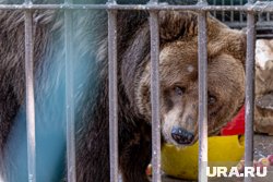 Жители поселка переживают за детей из-за медведя