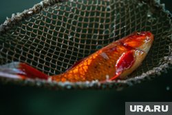 В курганском Тоболе могут встретиться аквариумные рыбы