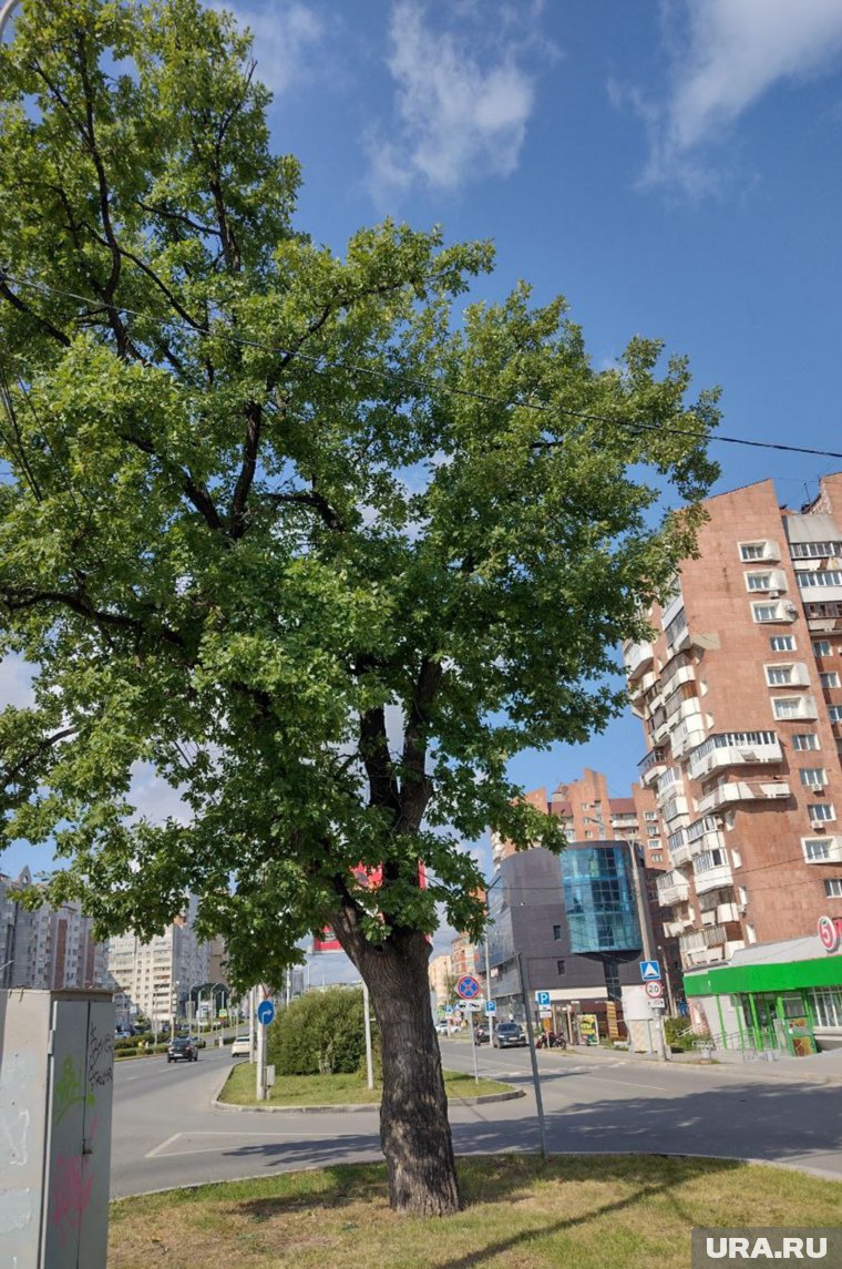 Дуб был высажен свыше 100 лет назад у дома №20 по улице Егошихинская