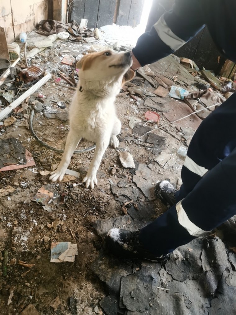 Собаку спасли в Международный женский день