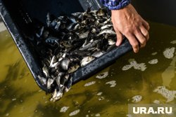 Выпущено более пяти тысяч мальков