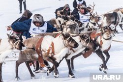 День оленевода в Салехарде покажут в местных пабликах