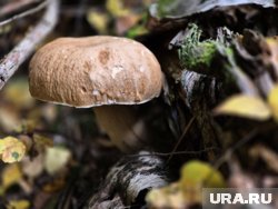 Белые грибы лучше искать по светлым березовым или дубовым опушкам