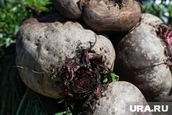 Свекла подешевела на10,5% за неделю
