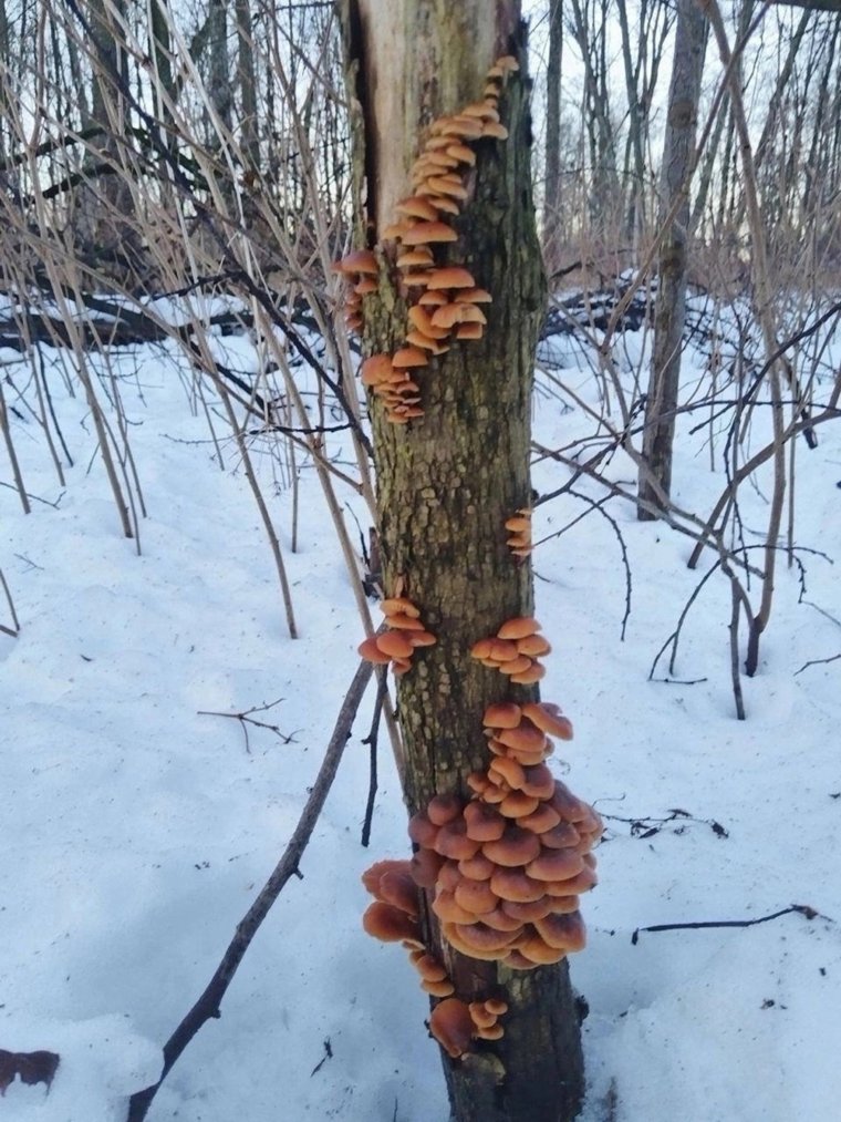 Вот так выглядят зимние опята, которые можно есть