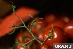 Томатные заготовки порадуют вкусом лета даже с приходом зимы