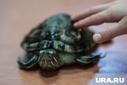 Черепаха ушла из дома
