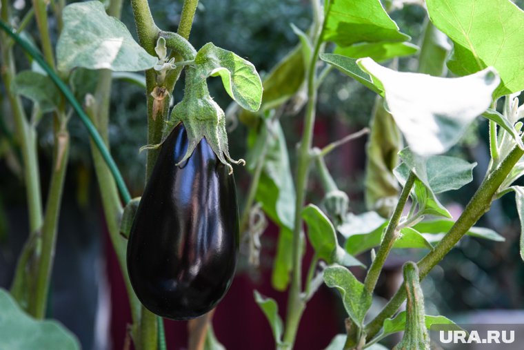 Баклажаны — капризная, но благодарная культура