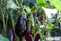 Баклажаны — капризная, но благодарная культура
