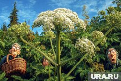 Участок кожи, куда попал сок борщевика, нужно прятать от солнца