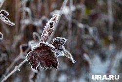 Заморозки придут в ХМАО в середине недели