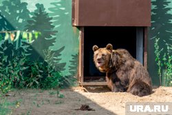 Тоша в порядке