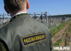 Растение-паразит может оставить без урожая
