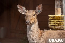 Добычу косуль разрешат с начала октября