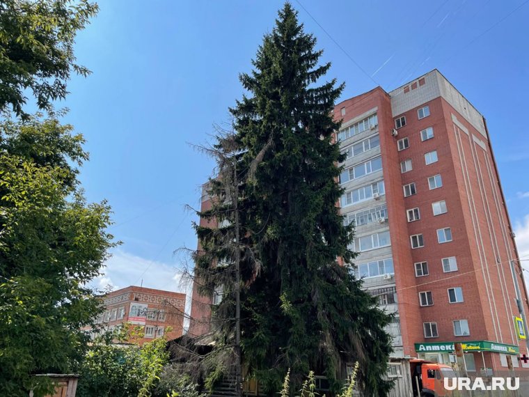 В Кургане в зоне сноса ветхих домов сохранят многолетние ели