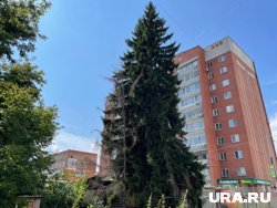 В Кургане в зоне сноса ветхих домов сохранят многолетние ели