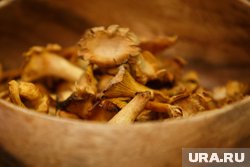 Блюда с лисичками в пермских ресторанах стоят от 290 рублей