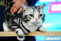 Кошка погибла во время перелета из-за высокой температуры на борту самолета, пишет "Осторожно, Москва"