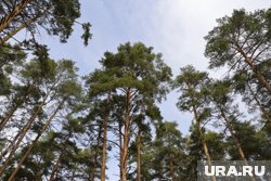 Система видеонаблюдения с 42 камерами обеспечивает круглосуточный обзор опасных участков леса