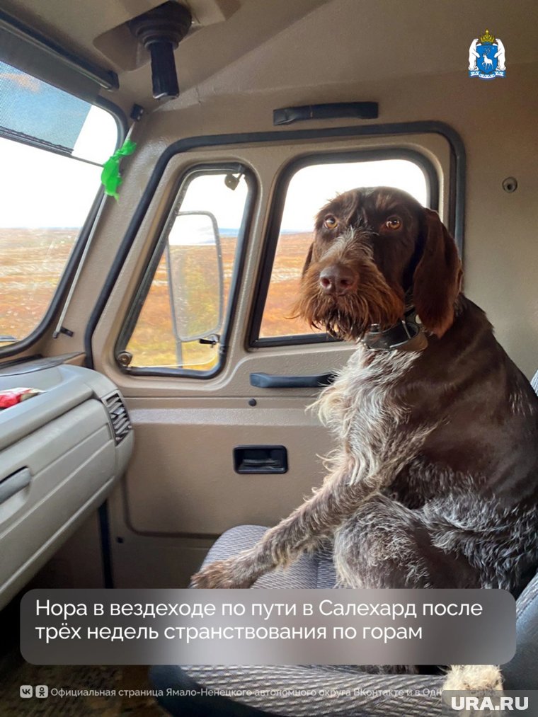После долгих скитаний собака вернулась к хозяевам 