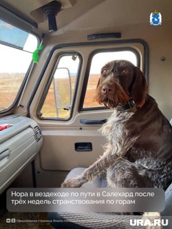После долгих скитаний собака вернулась к хозяевам 