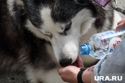 Важно обеспечить вашему питомцу постоянный доступ к питьевой воде в жаркие дни