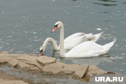 Курганцы удивились лебедю, вышедшему на проезжую часть (архивное фото)