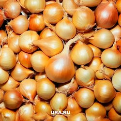 Штутгартер Ризен