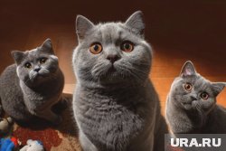На владельца выставки кошек в Кургане возбуждено административное делопроизводство 