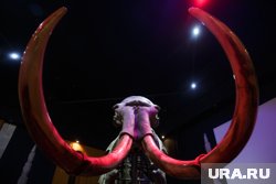 Как пахнет древний слон узнаете в Музее пермских древностей
