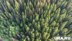 Основную часть хребта занимает тайга