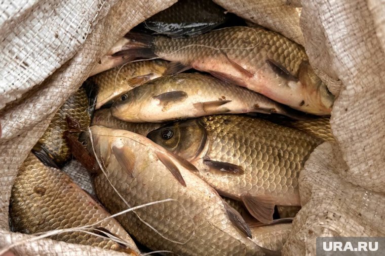 Цена на рыбопродукты в Курганской области поднялась за год на 20,4%