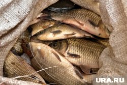 Цена на рыбопродукты в Курганской области поднялась за год на 20,4%