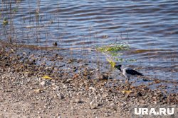 После купания на конечностях мужчины образовались крупные красные пятна, похожие на укусы комаров