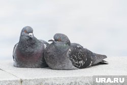 Голубей просят вернуть на место 