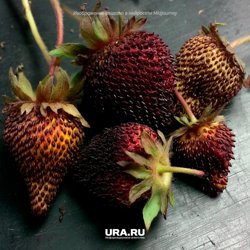 Зараженное растение начнет медленнее расти, а урожайность пойдет на спад