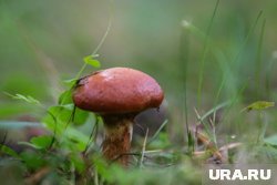 Врач назвала главные плюсы и опасные минусы осенних грибов