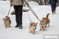 В Челябинске примут на работу няню для щенков корги 