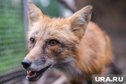 Лису увидели на территории ДНТ «Надежда» (архивное фото)