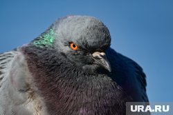 Голубь может стать угрозой для авиации