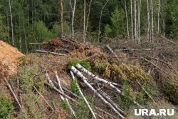 В ХМАО вырубают лес для расширения дорог