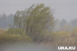 Ветер до 12 м/с ожидается в Кургане и Шадринске