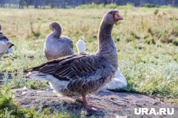Из-за охоты и потери мест обитания серый гусь стремительно исчезает